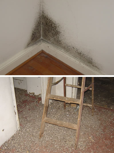 Harrisonburg mold testing and inspections